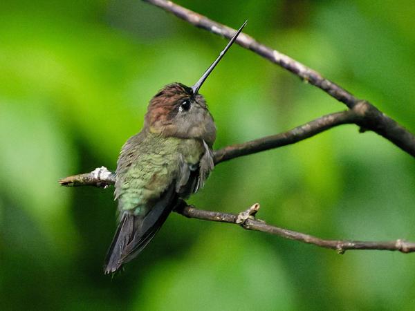 <h3><a href="/trips/costa-rica/biota/animalia/chordata/aves/033 apodiformes/004 trochilidae/doryfera ludovicae/doryfera ludovicae-nl.html">Doryfera&nbsp;ludovicae</a> / Green‑fronted&nbsp;lancebill / Groenvoorhoofdlancetkolibrie</h3>OM-1 Mark II met OLYMPUS M.150-400mm F4.5 TC, 1/100 sec  bij F5.6, ISO 40000, afstand 11.7&nbsp;m